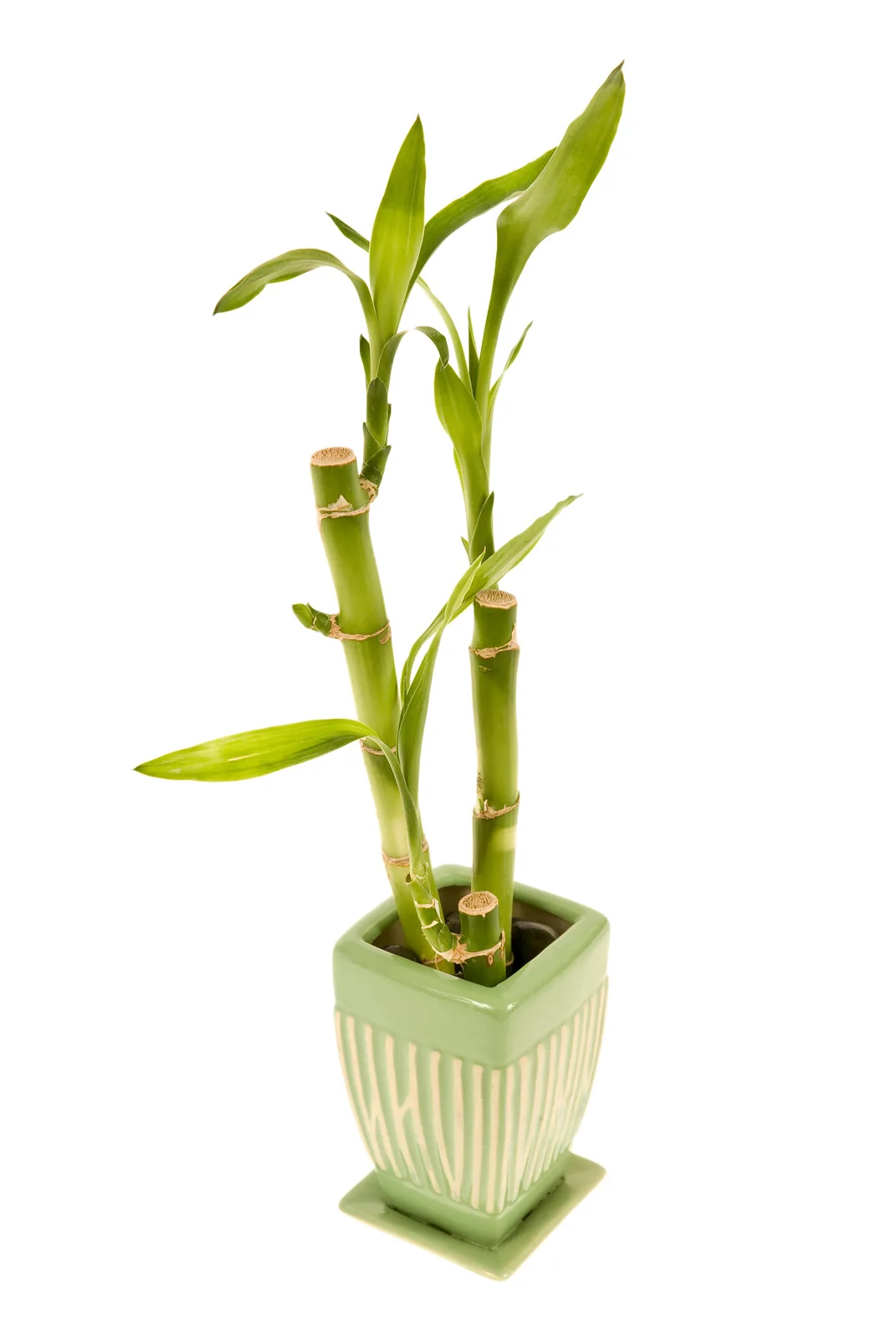 Lucky Bamboo