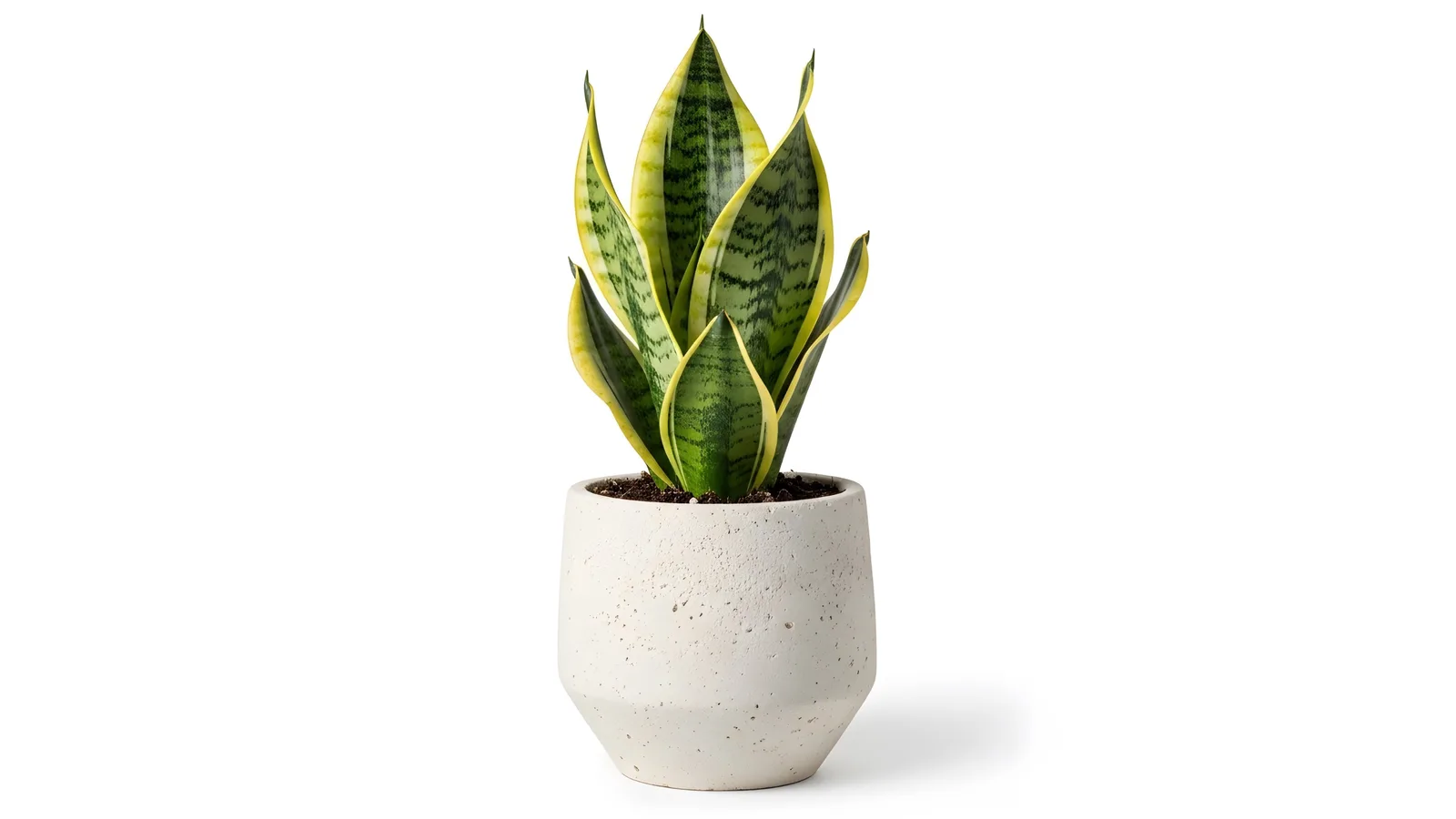 Snake Plant